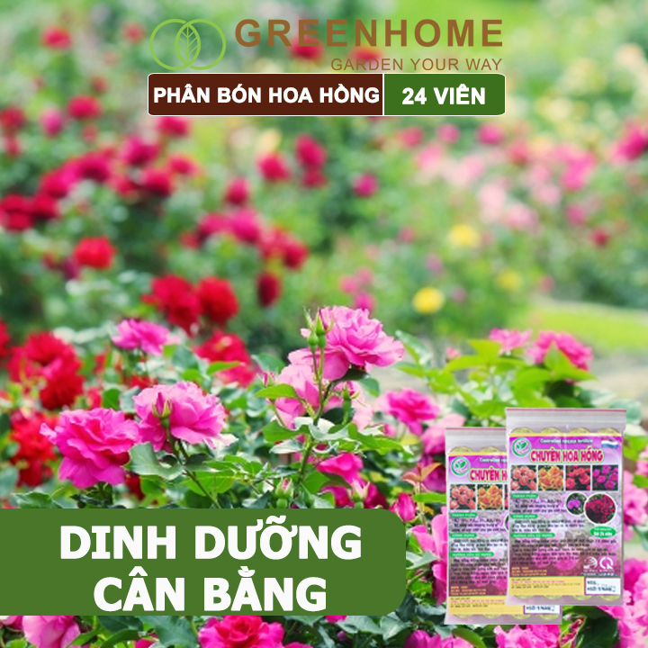 Phân bón chuyên hoa hồng Greenhome, kích rễ, ra nhiều hoa, màu sắc đẹp