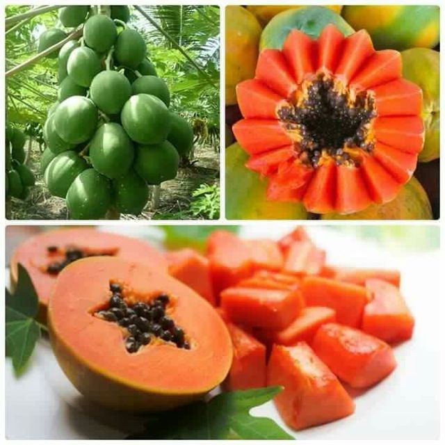 Gói 8 hạt đủ đủ lùn siêu quả