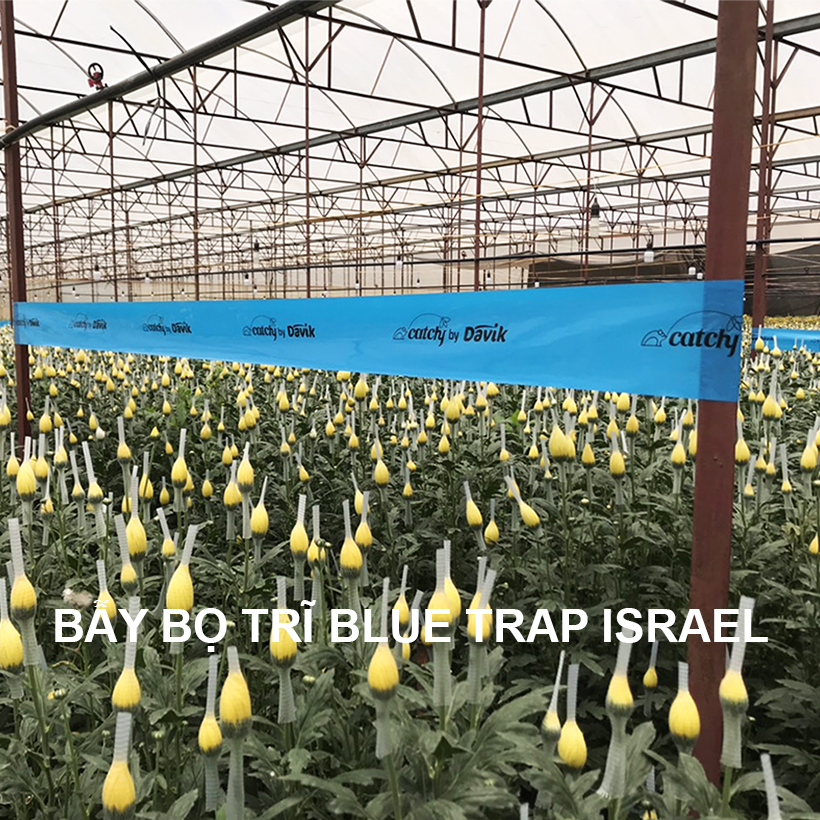 (Combo 20 mét) Keo dính Màu Xanh nhập khẩu Israel Blue Trap dùng Diệt Bọ Trĩ (con bù lạch) gây hại nông nghiệp và hiệu lực keo trên 8 tháng chịu mưa nắng và nước tưới