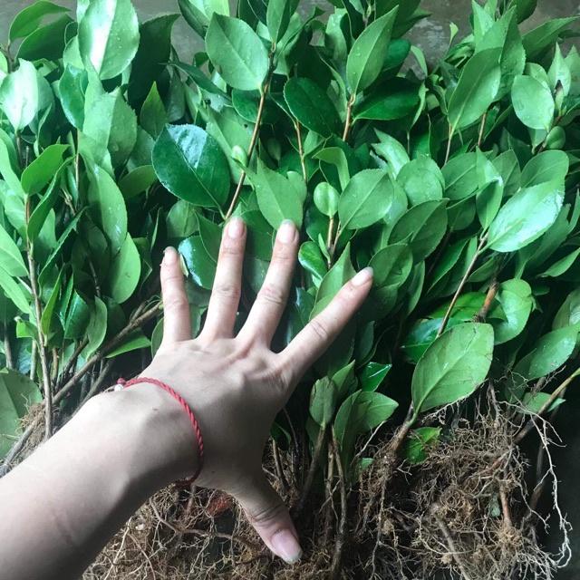 Cây giống hoa trà đỏ LỰU cổ, hàng cực hiếm, cây giống ươm bầu