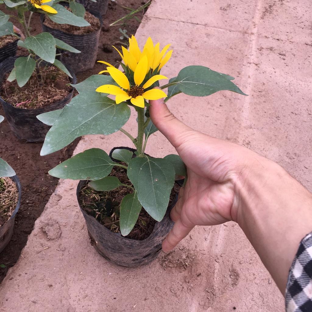 Cây Hoa Hướng Dương Lùn Siêu Nhiều Nụ,Hoa Lâu Tàn,Trang Trí Sân Vườn