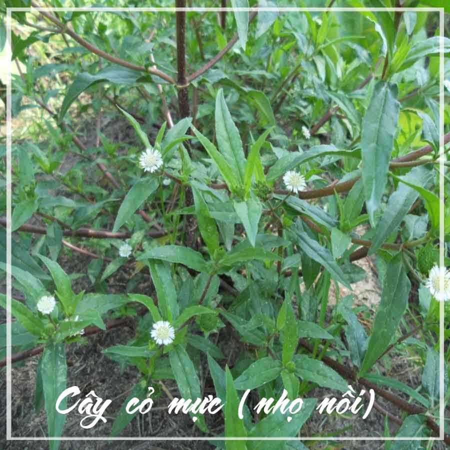 Cây Cỏ Mực (Cỏ Nhọ Nồi) khô đóng gói 1kg