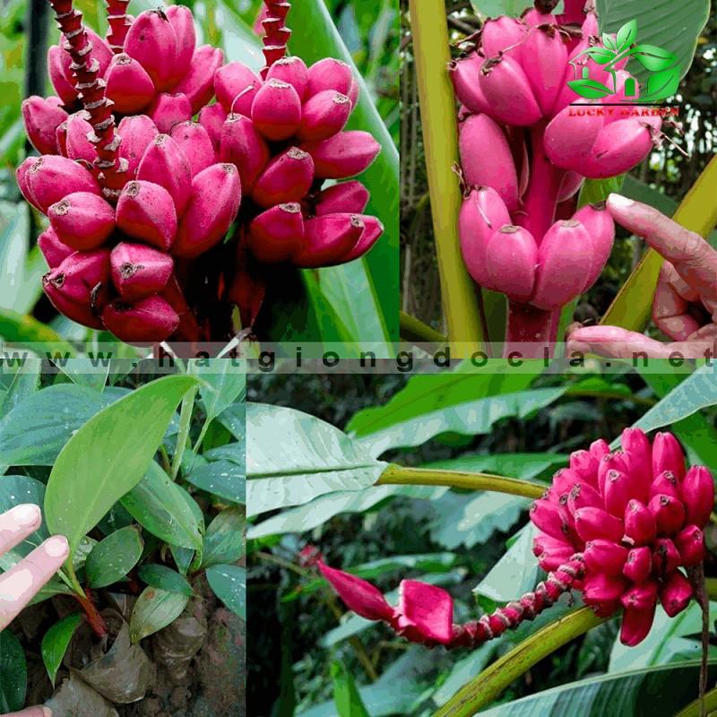 CÂY GIỐNG CHUỐI TÂY ĐỎ DACCA
