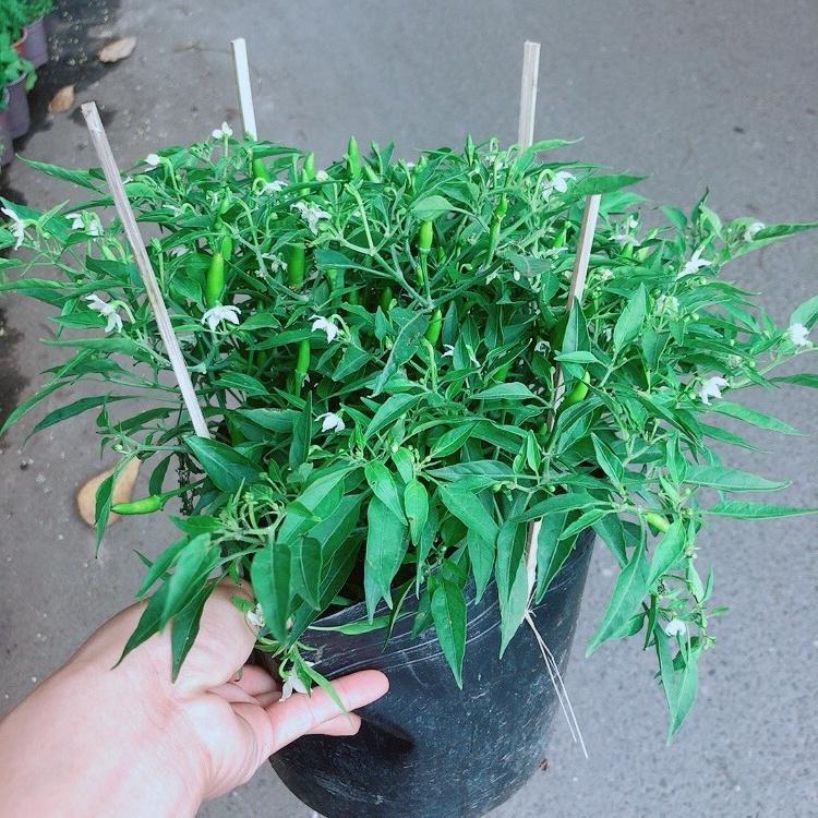 Bụi Ớt Hiểm