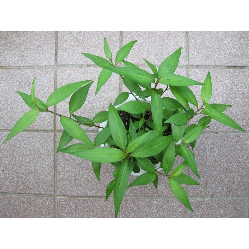 CHẬU CÂY RAU RĂM