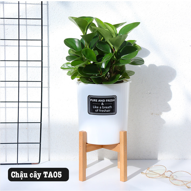 Chậu trồng cây tự tưới Oliz TA0 màu trắng - Thiết kế 2 lớp, có khả năng tự tưới nước cho cây