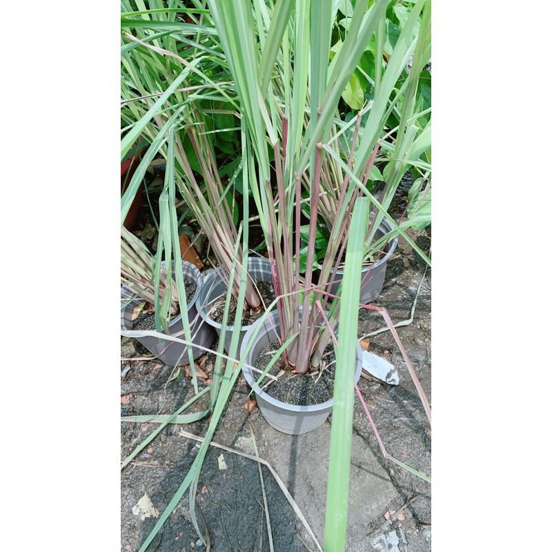 Chậu Sả Thái