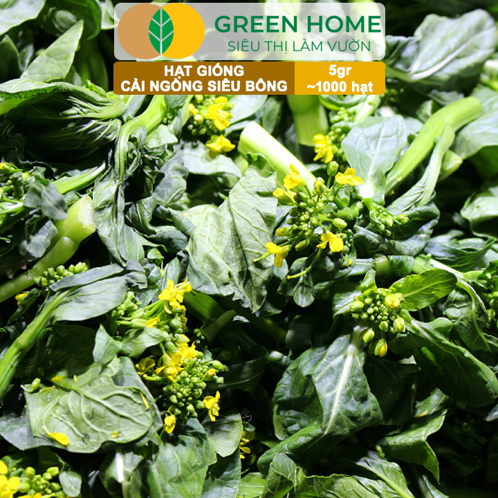Hạt Giống Cải Ngồng Siêu Bông Huge GreenHome, Gói 5gr~1000 hạt, Dễ Trồng Quanh Năm, Thân Mập R25