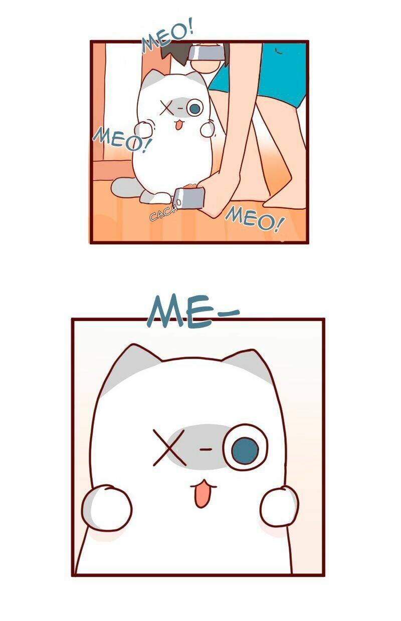 saphie: chú mèo một mắt chapter 8 3