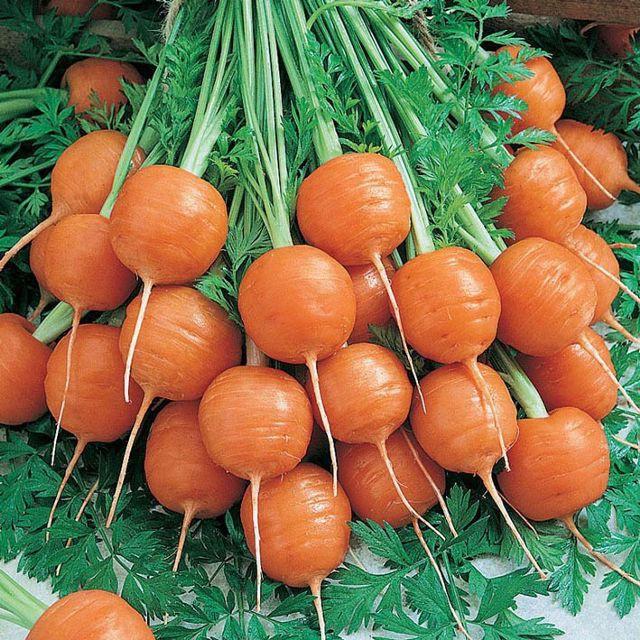 Hạt Giống Cà Rốt Củ Tròn Paris KNS3271 - Gói 50 hạt