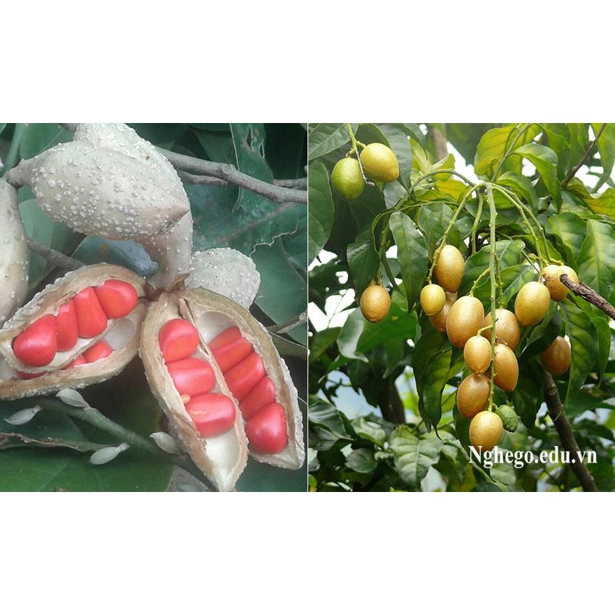CÂY DỔI XANH-CÂY GIỐNG