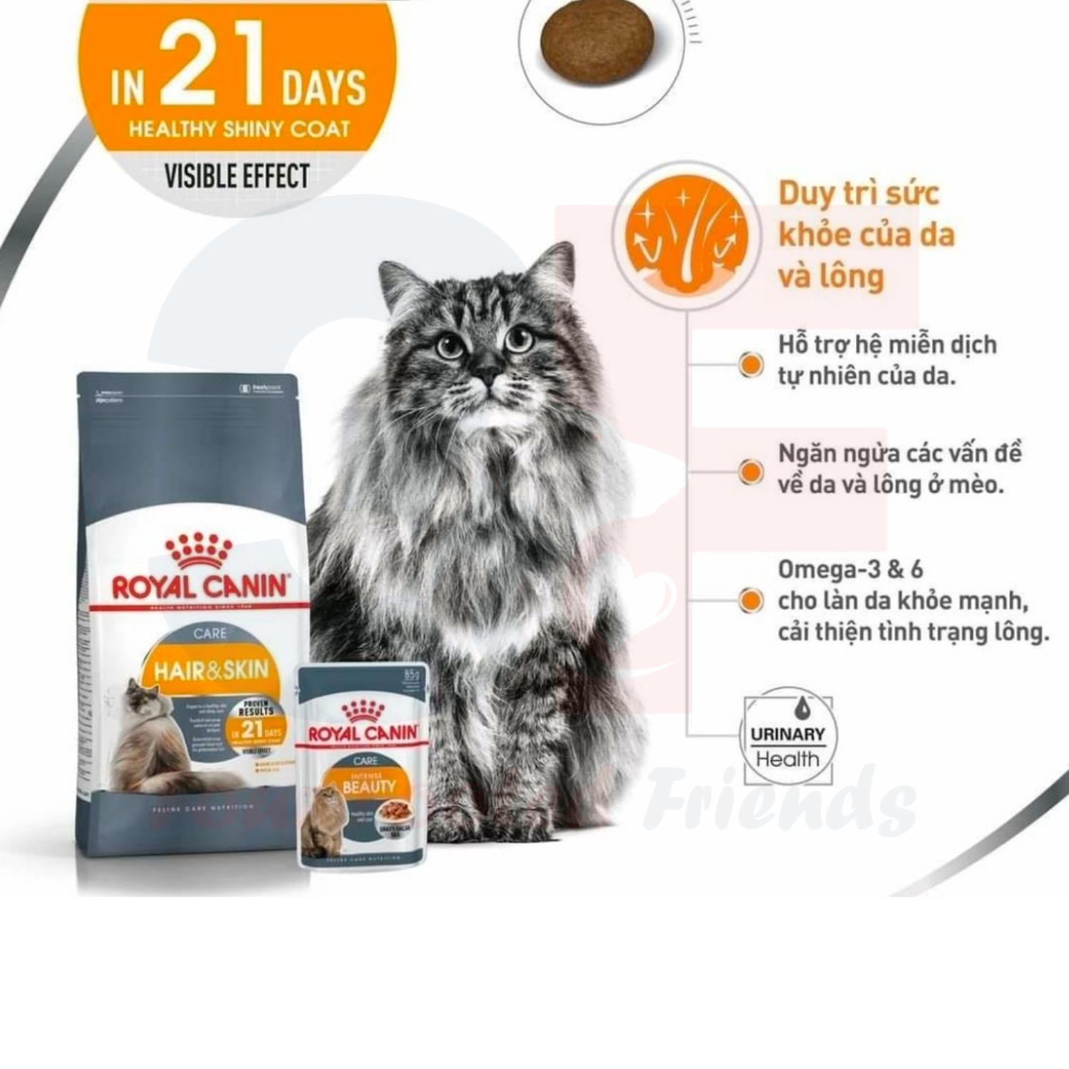 Thức Ăn Chăm Sóc Da Lông Dành Cho Mèo Royal Canin Hair Skin