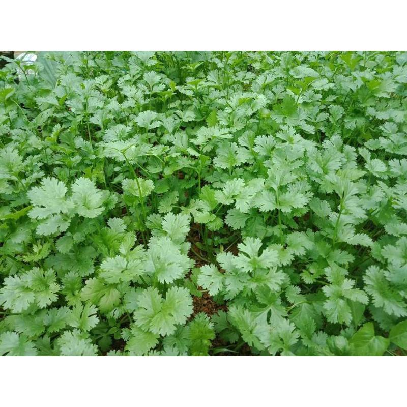 20gr Hạt giống ngò rí ta Trang Nông trồng quanh năm