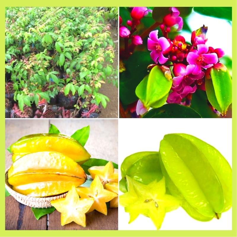 Cây giống khế ngọt và khế chua.
