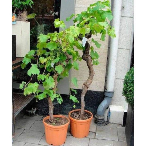 Sản phẩm NHO PHÁP TRỒNG CHẬU