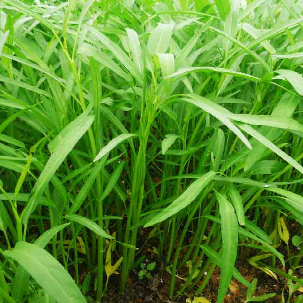 Hạt Giống Rau Muống Lá Tre