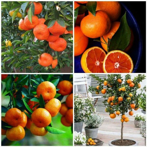 Cây giống quýt đường thái lan