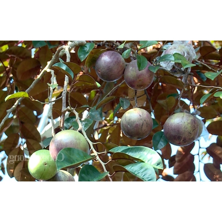 CÂY GIỐNG VÚ SỮA TÍM LÙN TỨ QUÝ