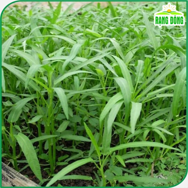 Hạt Giống Rau Muống Lá Tre Dễ Trồng, Sinh Trưởng Tốt, Năng Suất Cao - Hạt giống Rạng Đông