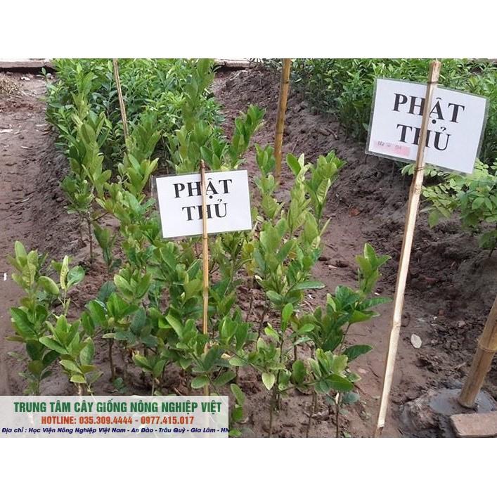 Cây Giống Phật Thủ