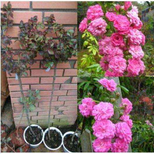 Hoa hồng ngoại Otto Line hoa chùm sai hoa cực đẹp - bầu to lớn, cây trưởng thành trưởng thành