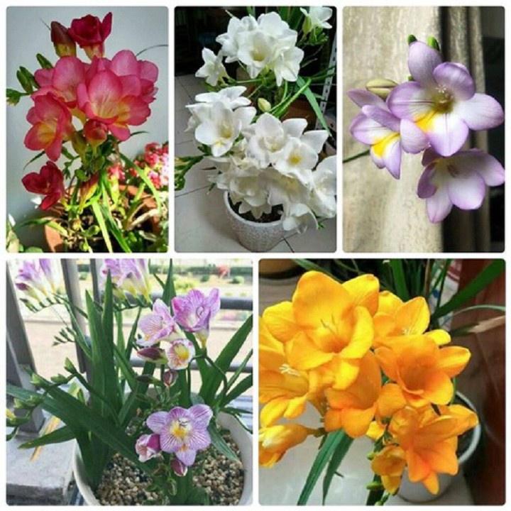 Combo 5 củ giống hoa LAN NAM PHI THƠM CÁNH KÉP