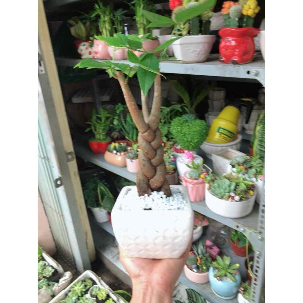 Chậu kim ngân thắt bím 3 thân Bán Chạy