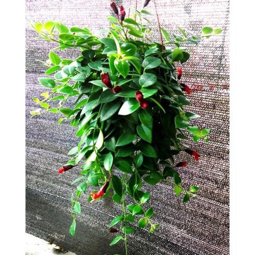 CHẬU CÂY HOA SON MÔI