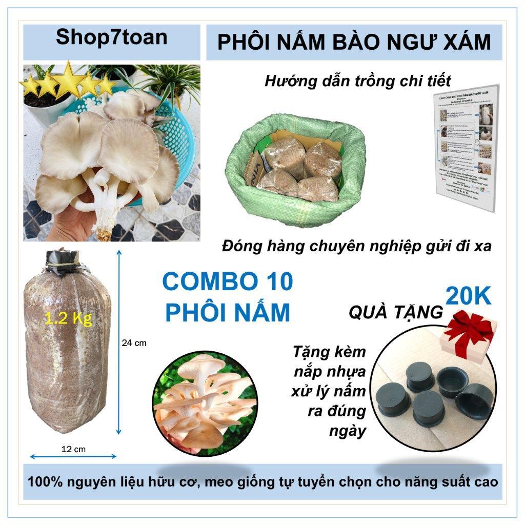 Combo 10 phôi nấm bào ngư xám tại trại