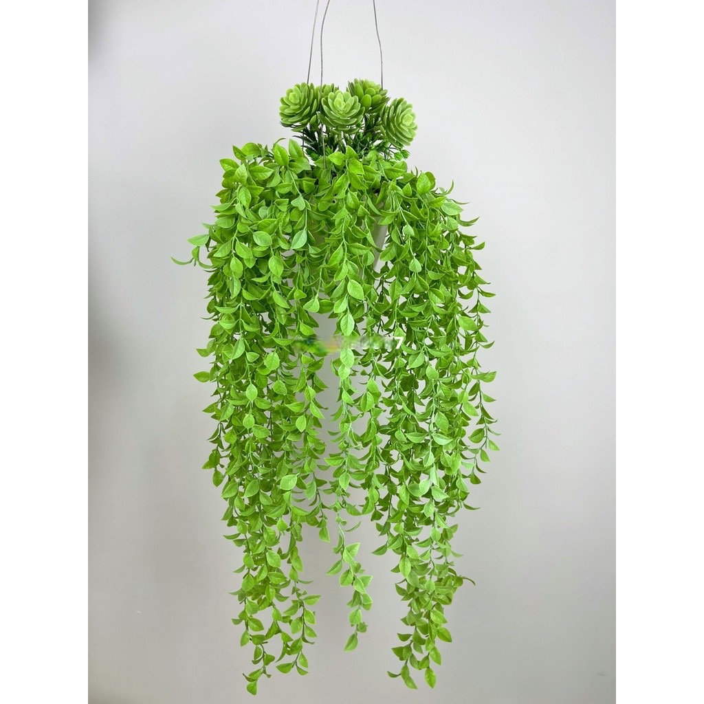 Chậu cây rủ , cụm dây leo rủ trang trí
