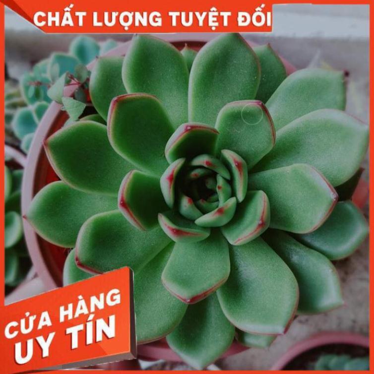 Sen đá size đại Nhiều Người Mua