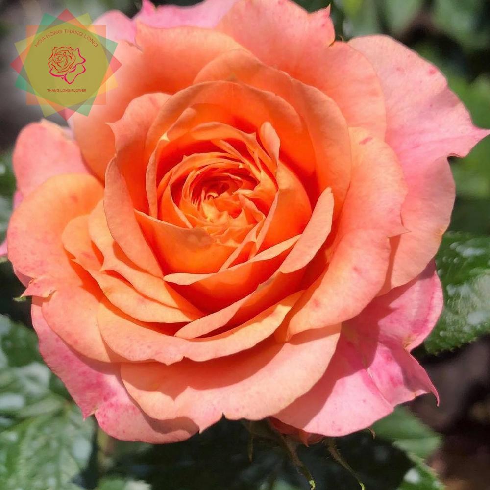 Cây hoa hồng ngoại Briosa (bụi) cam hoa chùm - Hoa hồng Thăng Long Flower