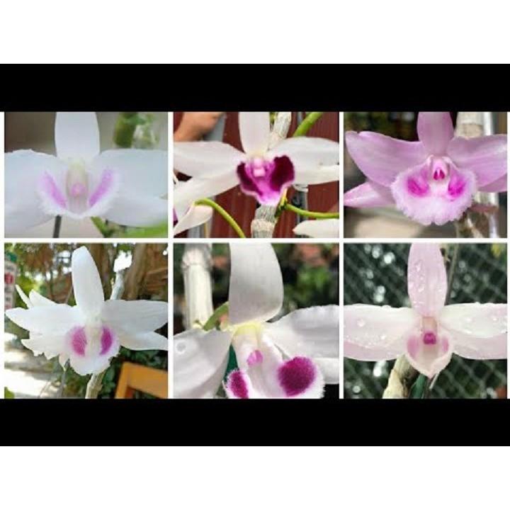 Cốc phi điệp 5 cánh HỒNG HỔ PHÁCH - hàng CẤY MÔ - hoa TÙY DUYÊN - hoa siêu đẹp