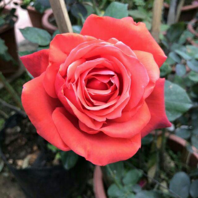Hoa hồng cổ tàu bông to cực đẹp
