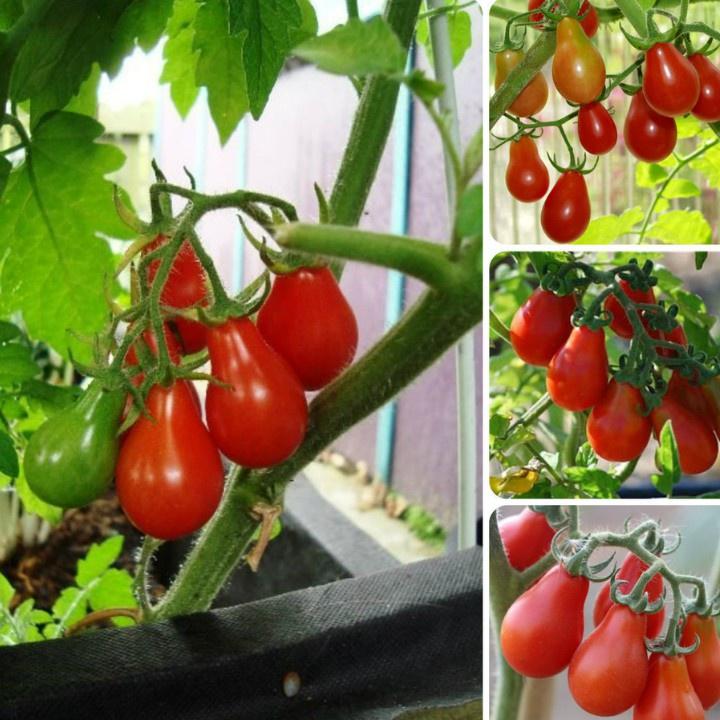 Hạt giống cà chua quả lê đỏ dể trồng f1- Gói 20 hạt-tặng kèm gói phân bón lót