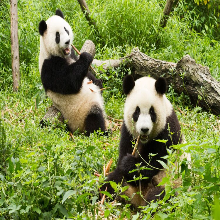 Trung Quốc:Thành Đô - Đô Giang Yển - Cửu Trại Câu Thiên đường hạ giới, Sichuan Airlines