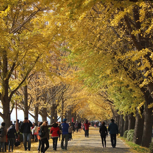 Tour Hàn Quôc 5N4Đ - Seoul - Nami - Everland, Khởi Hành HCM