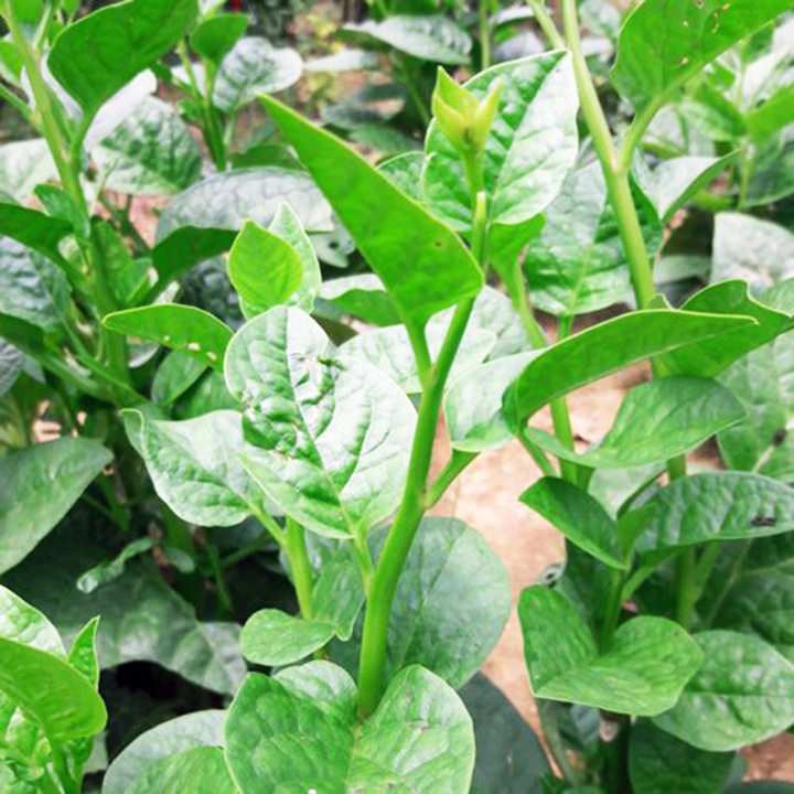 Hạt giống Mồng tơi lá to Thuận Thành (50g/gói) | Cây lớn, lá to tròn, phân nhánh mạnh