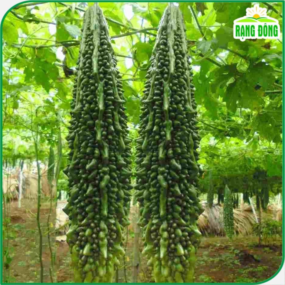 Hạt giống Khổ Qua Xanh Trái Dài Salsa (5 hạt) trồng quanh năm, trái sai, năng suất ổn định - Hạt giống Rạng Đông