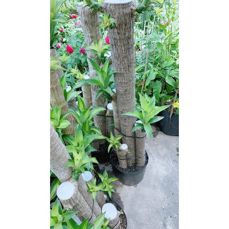 Thiết Mộc Lan 1m1