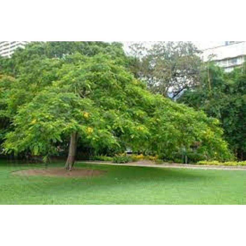 Cây giống hoa phượng - hoa vàng- siêu đẹp- bền