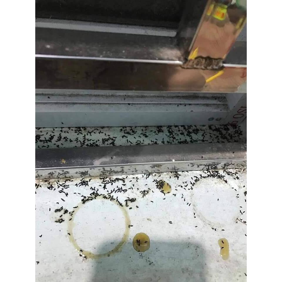 Thuốc Diệt Kiến Gián Tận Gốc An Toàn Hiệu Quả
