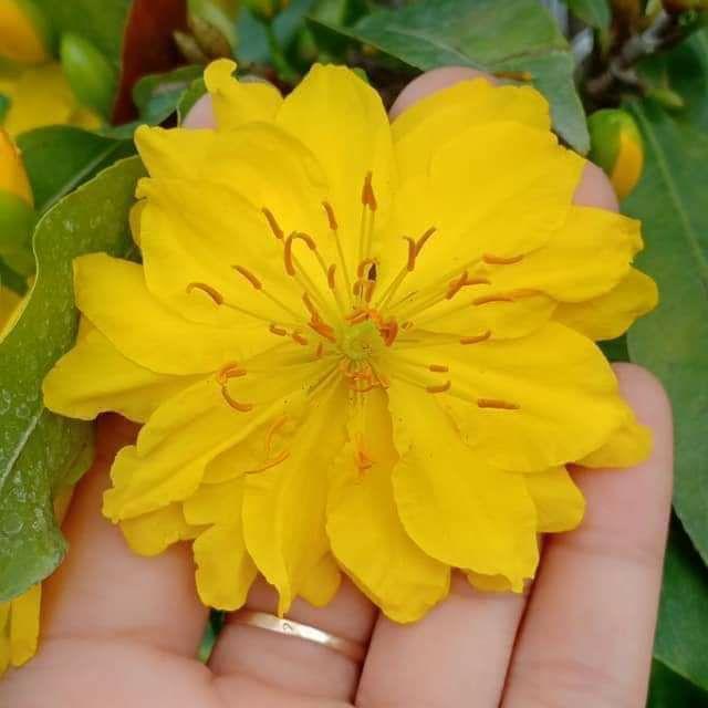 Mai giảo siêu nụ hoa 8-12 cánh - cây lớn