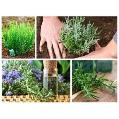 10h Hạt Giống Hương Thảo Rosemary