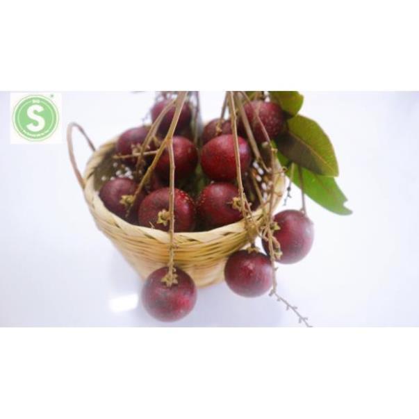 Cây Nhãn Tím THÁI LAN