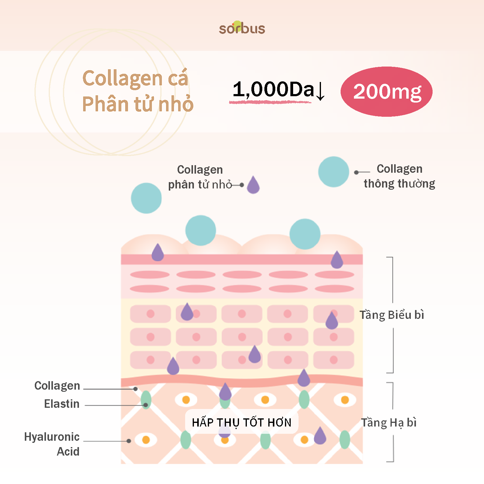Sorbus Thạch Collagen Montmorency Tart Cherry 38.8 200mg