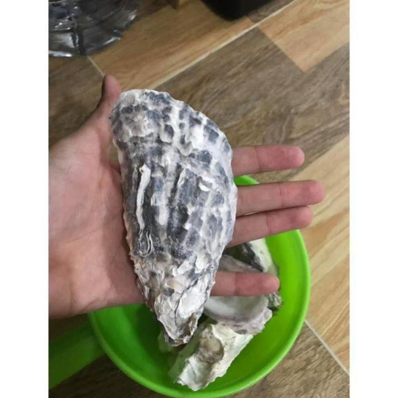 Vỏ hàu nướng ion cho bể cá 1kg 681sp