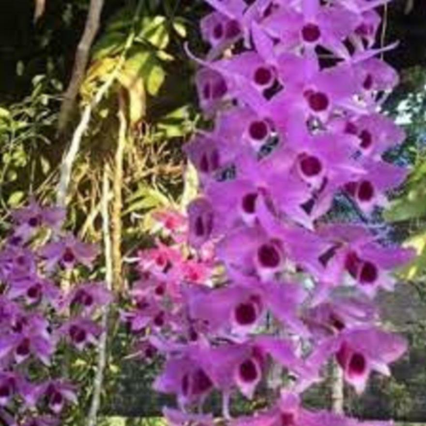 CỐC LAN TRẦM TÍM LAI PHI ĐIỆP GIỐNG ĐỦ LOẠI HÀNG GIEO
