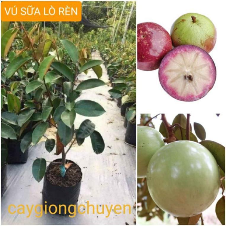 CÂY GIỐNG VÚ SỮA GHÉP