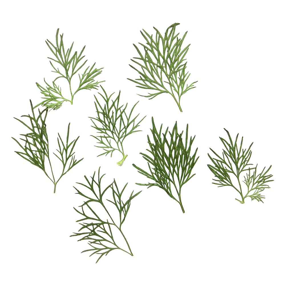 10x Pressed Dried Flower Dry Leaves for DIY Crafts Bookmark Cards Making